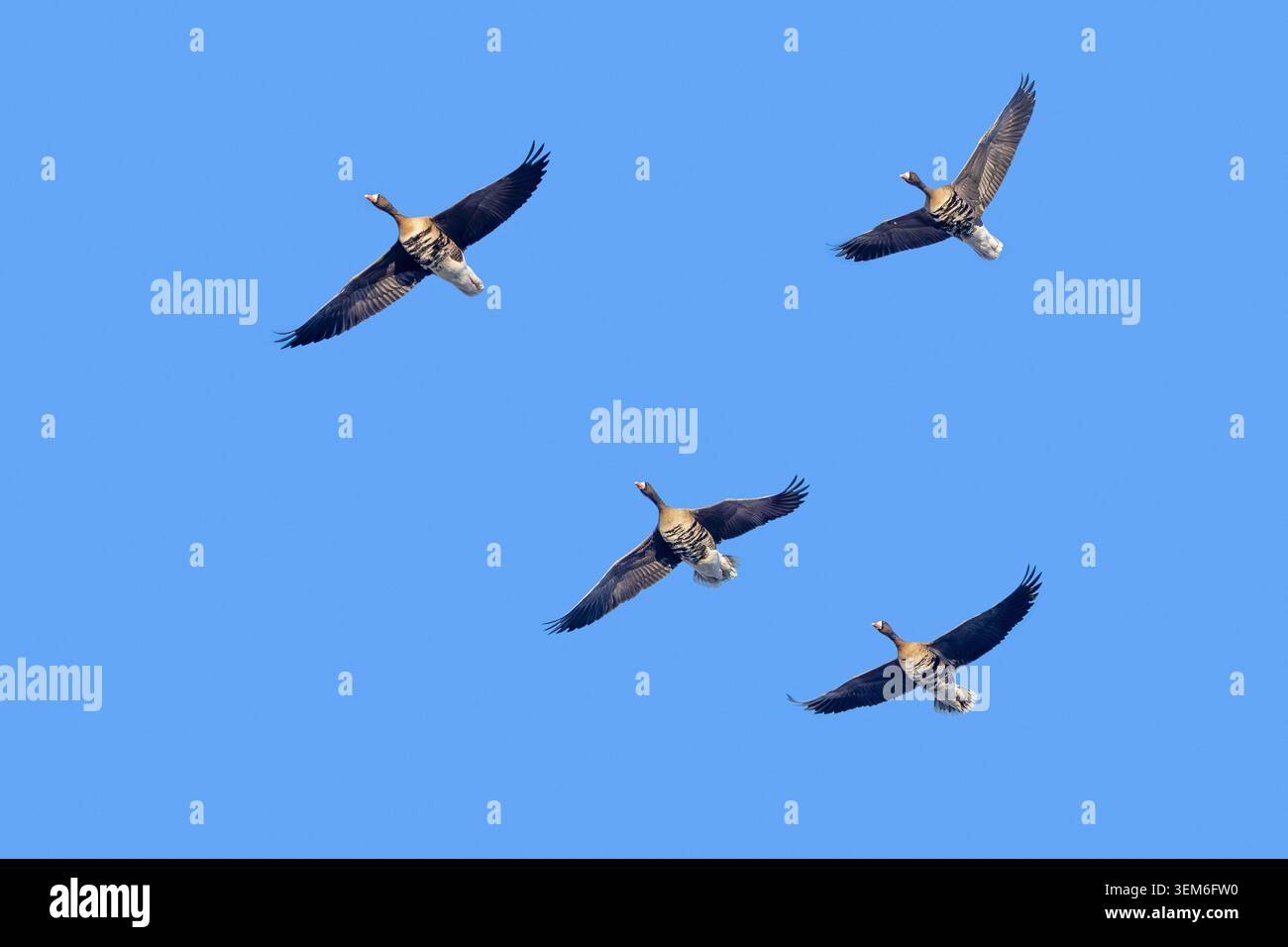 Gruppe von vier wandernden Großgänsen (Anser albifrons) im Flug gegen den blauen Himmel im Winter Stockfoto