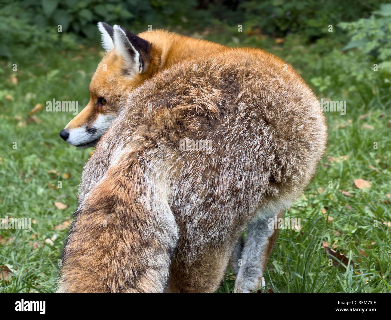 Rotfuchs Stockfoto