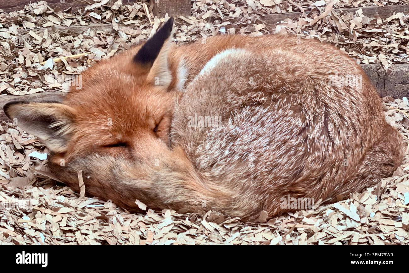 Schlafen Fox Stockfoto