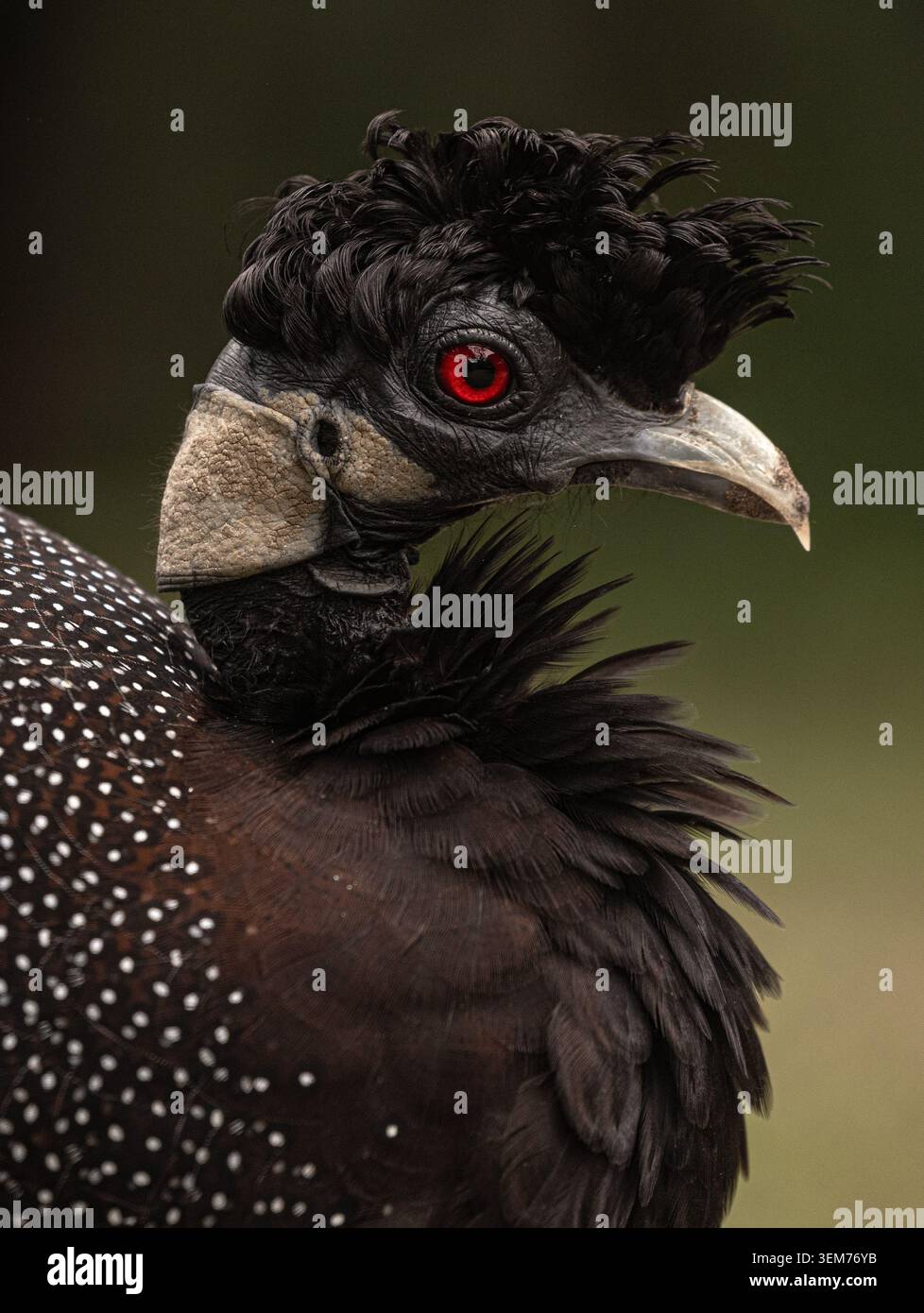 Blick auf einen Guineafuhus mit seinem markanten schwarzen Lockenwappen und auffälligen roten Augen am Pafuri Picknick-Platz in Mopani District Municipality, Limpo Stockfoto
