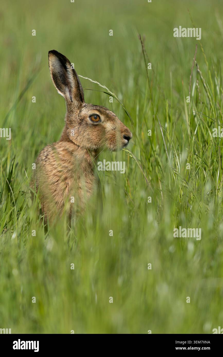 Ein großes Porträt des Braunen Hasen auf einem Feld Stockfoto