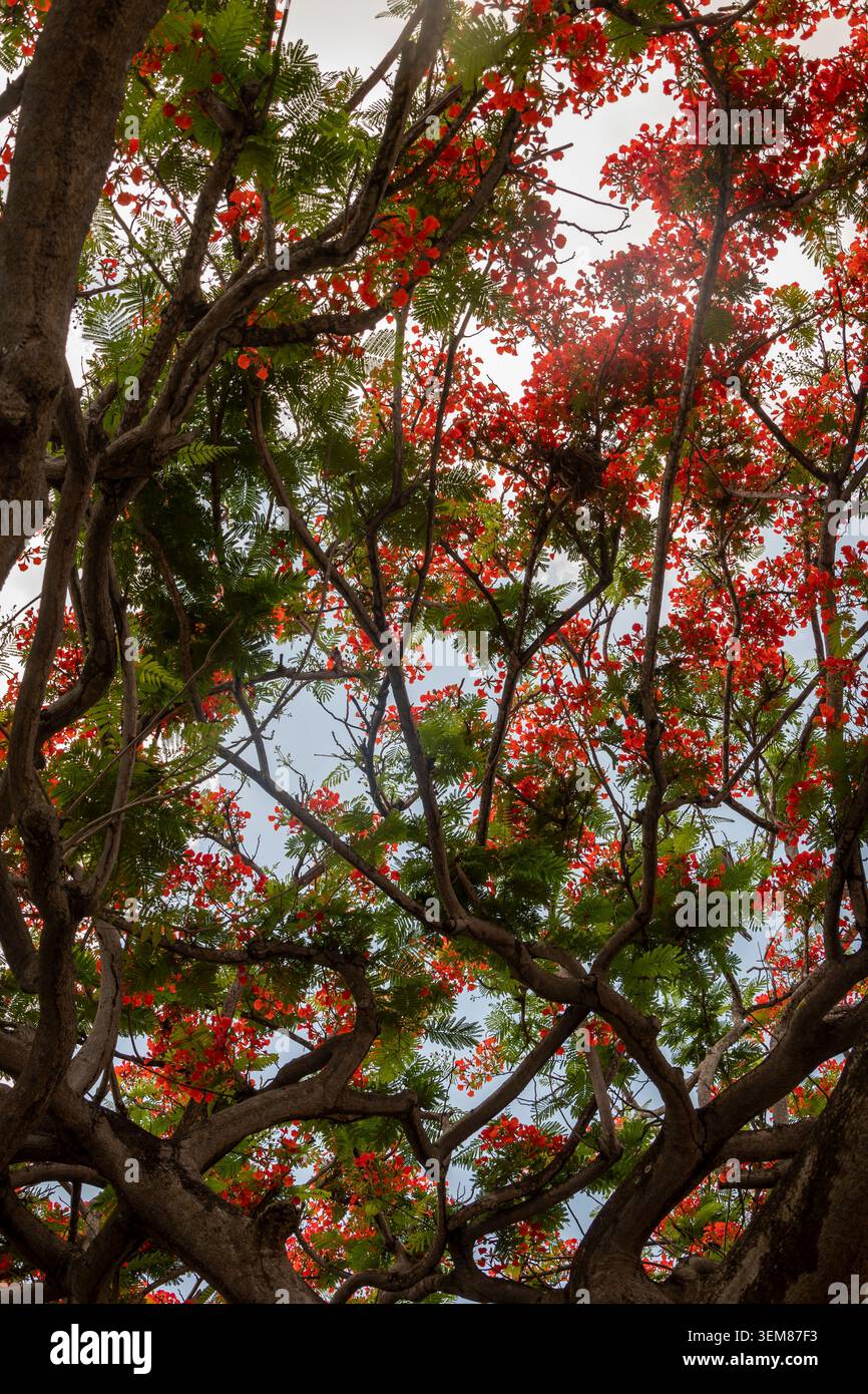 Lebendige königliche Poinciana-Baumkronen mit roten tropischen Blüten Stockfoto