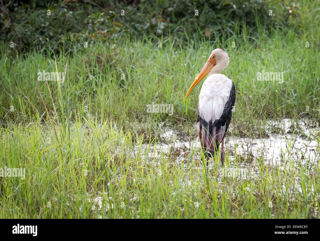 Rückansicht eines wilden Schreiibis (Mycteria leucocephala), der seinen Kopf dreht, um über die Feuchtgebiete des Minneriya-Nationalparks in Sri Lanka zurückzublicken. Stockfoto