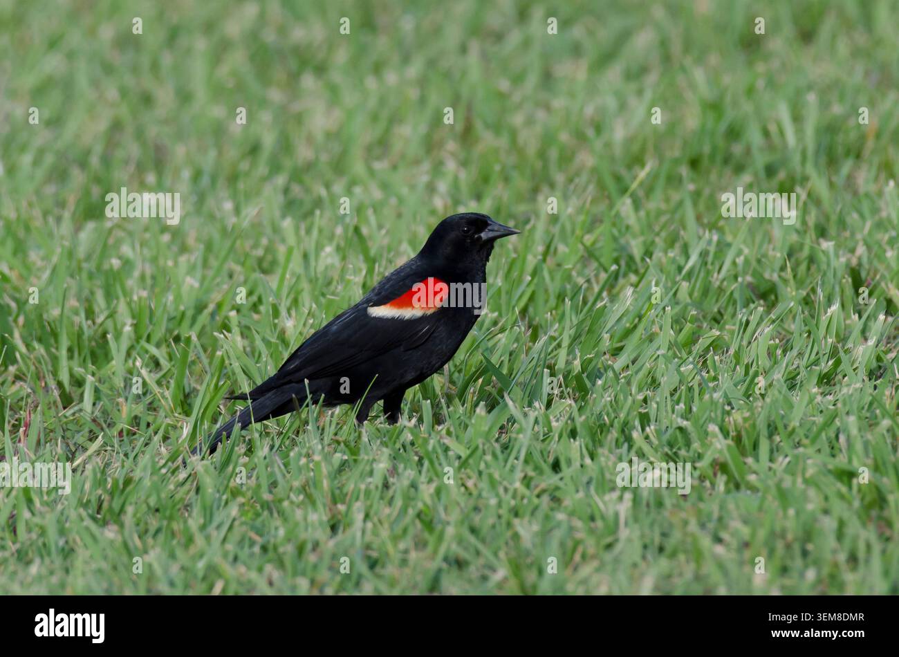Rotflügel-Blackbird, Agelaius phoeniceus, männlich Stockfoto