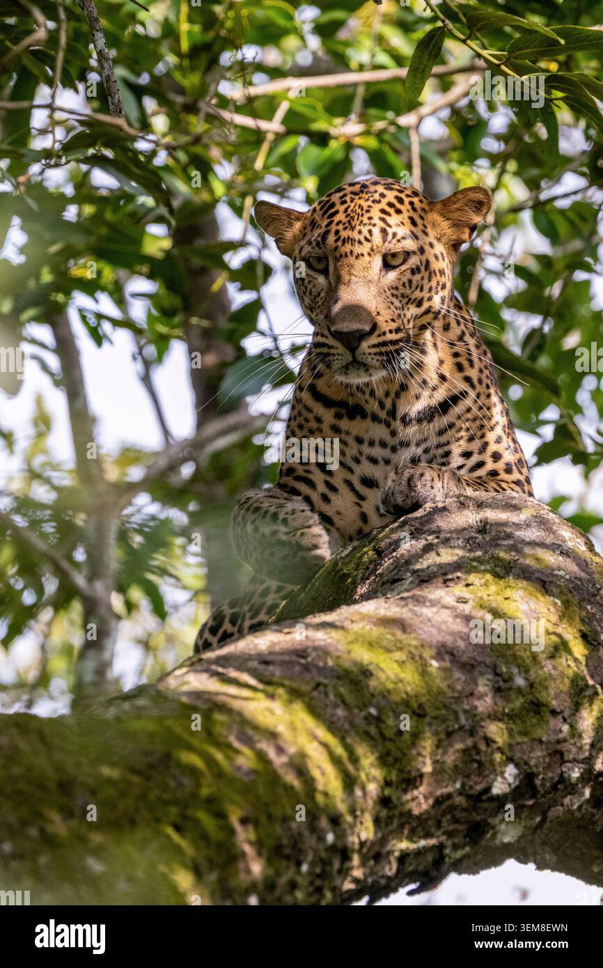 Wildtier versteckt wunderschön in den grünen Blättern eines Baumes in einem trockenen Waldgebiet. Stockfoto