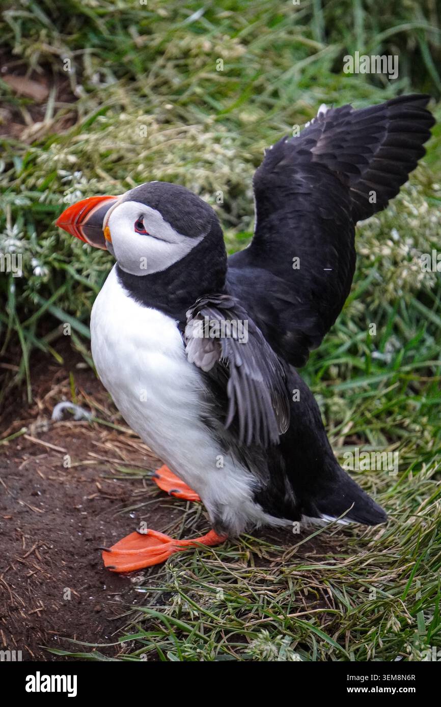 Atlantic Puffin Full Wing Extension in Profile, Borgarfjörður Eystri Island Stockfoto