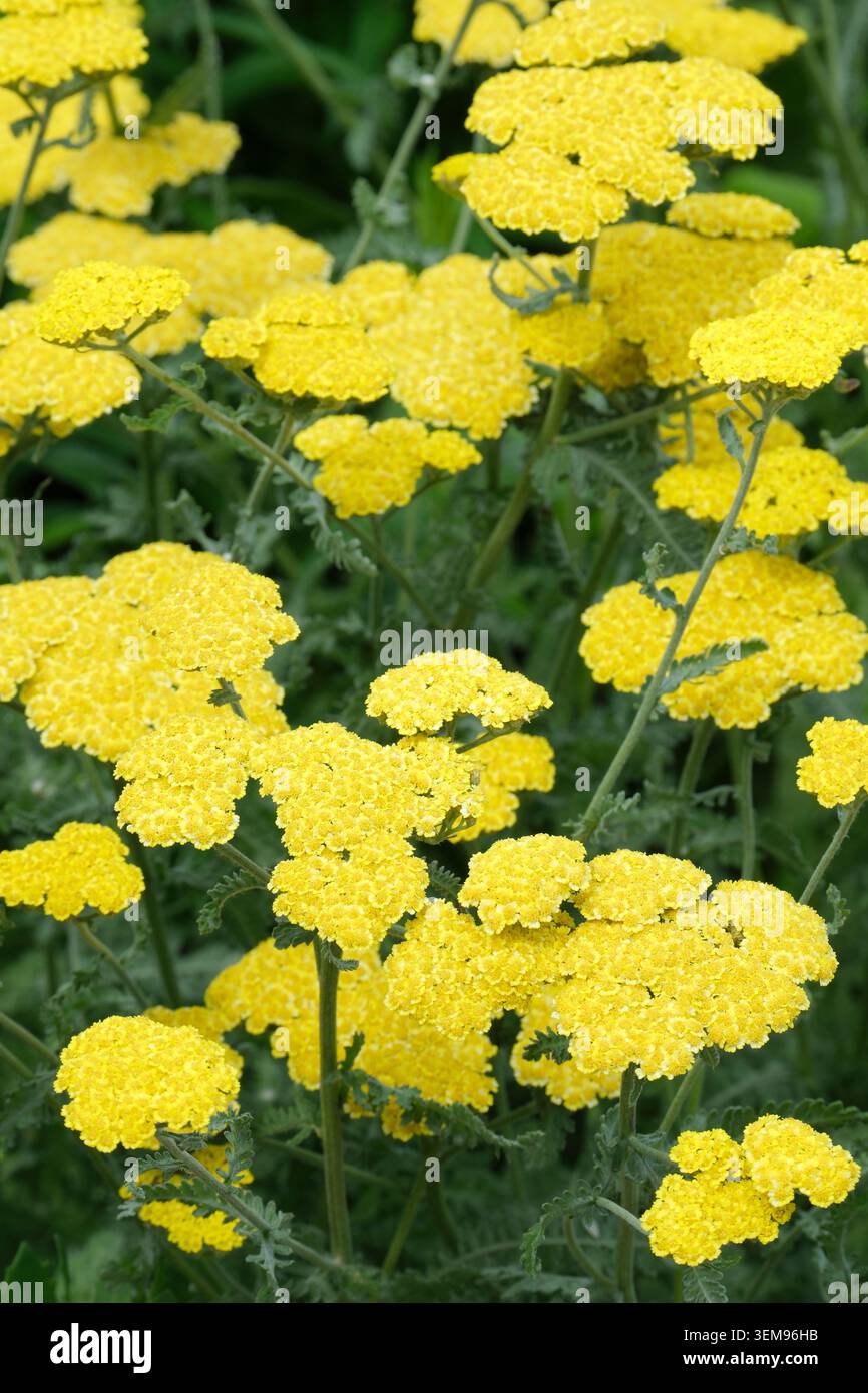 Achillea Moonshine, Schafgarbe Moonshine, Blattstiele, flache Köpfe aus kleinen, hellgelben Blüten Stockfoto