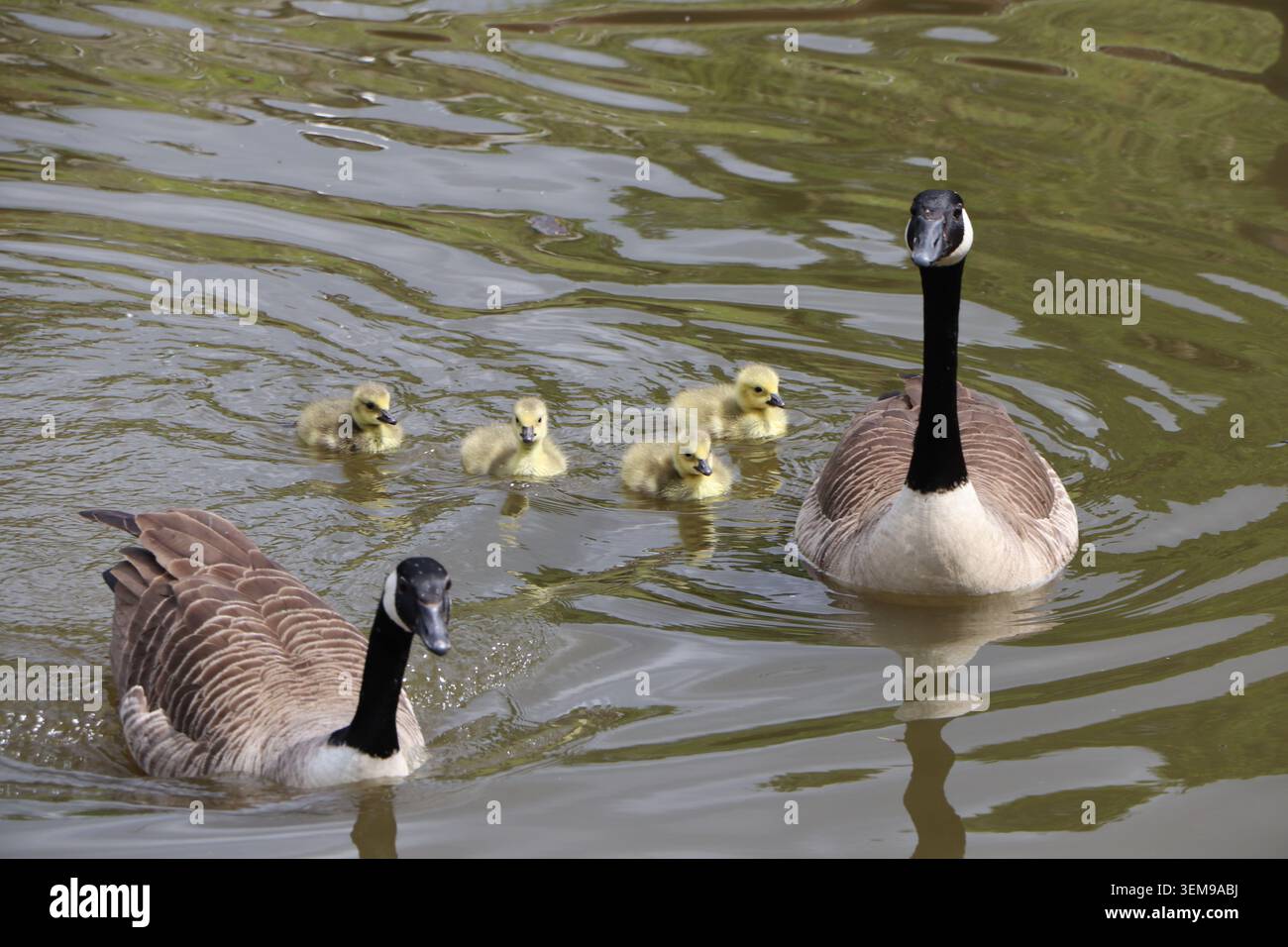 Gänse Schützen Junge Goslings Stockfoto