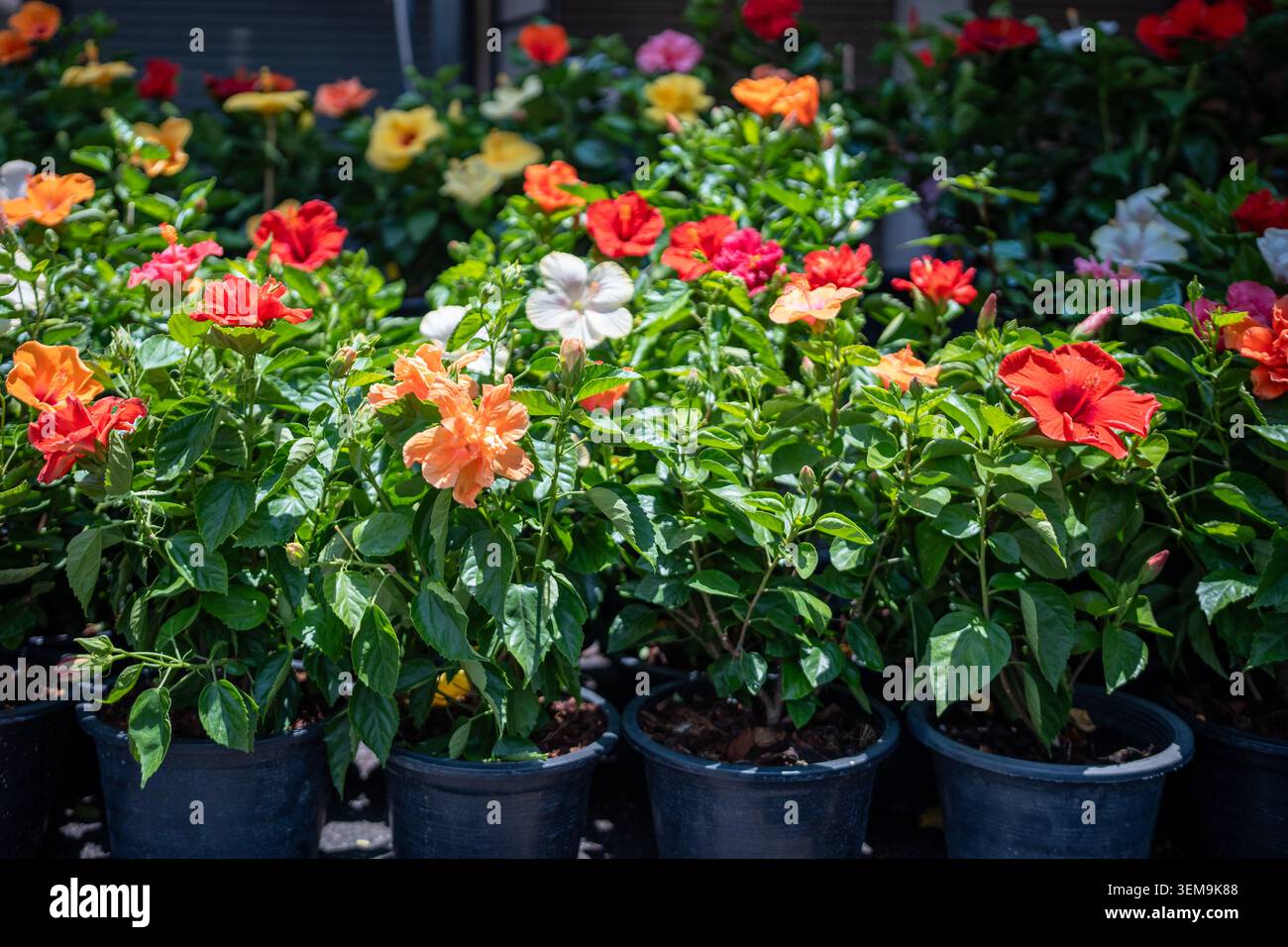 Tropische Hibiskus-Setzlinge (Hibiscus rosa-sinensis) werden auf dem Blumenmarkt ausgestellt Stockfoto