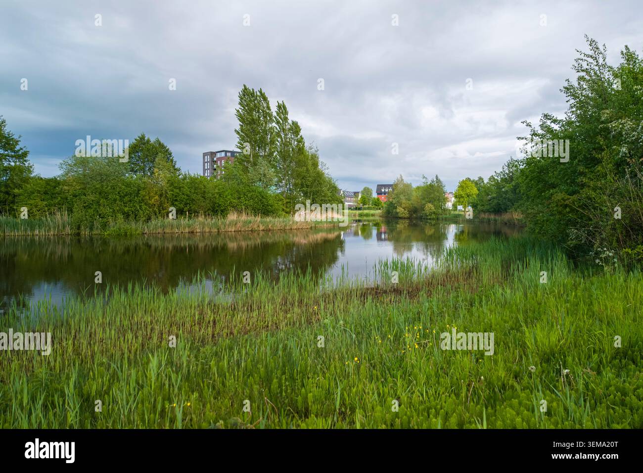 Ein ruhiger Stadtteich, umgeben von üppigem grünem Gras, Schilf und Bäumen unter einem bewölkten Himmel Stockfoto