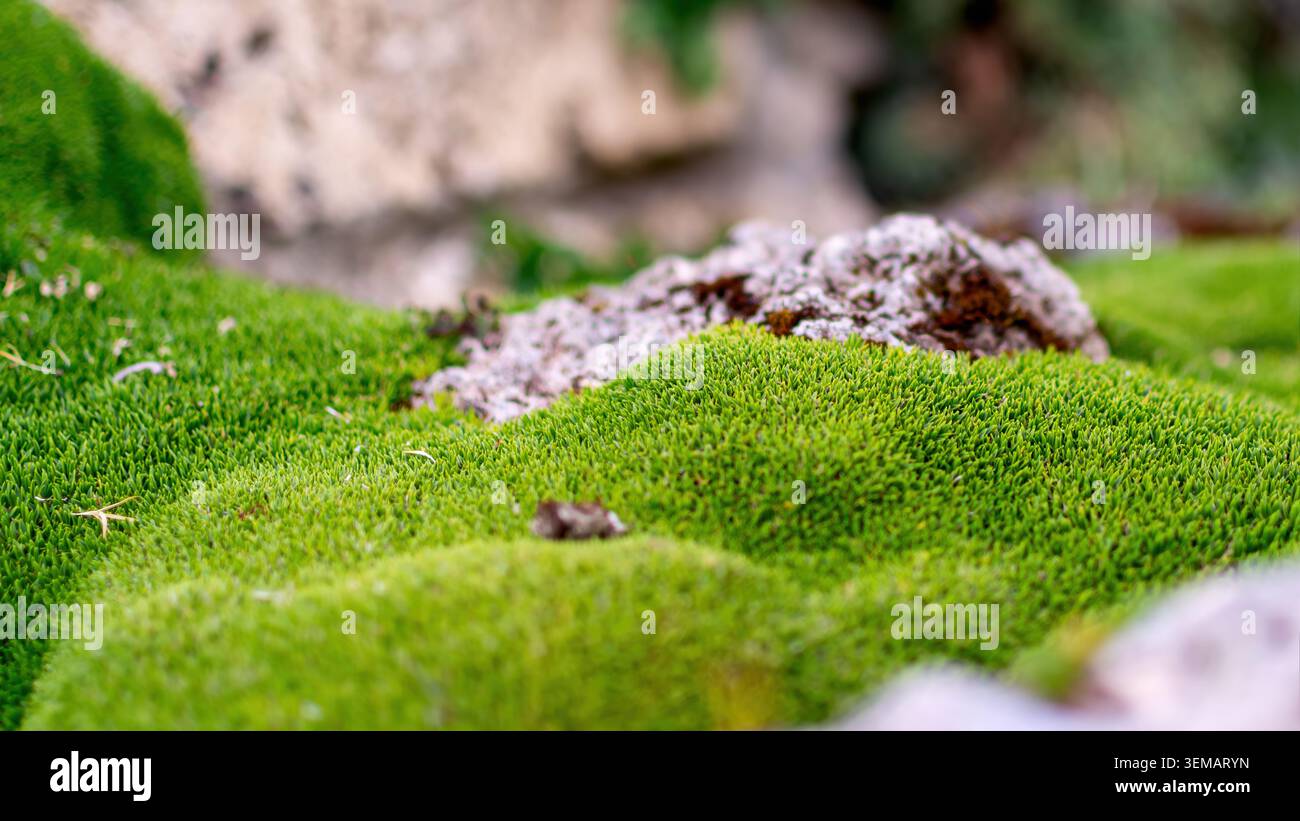 Hellgrünes Moos bildet einen weichen natürlichen Teppich um Steine in einer Makroszene mit flachem Fokus. Stockfoto