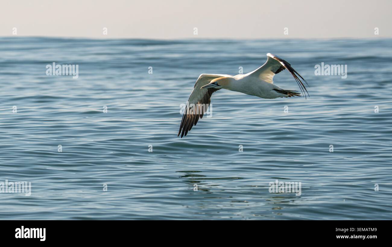 Kapschwalbe fliegt tief über die Meeresoberfläche Stockfoto