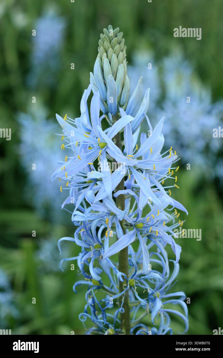 Camassia. Camassia cusickii 'blau', auch Cusick's Camass genannt. Mit charakteristischen blauen Blüten im Frühjahr. UK Stockfoto