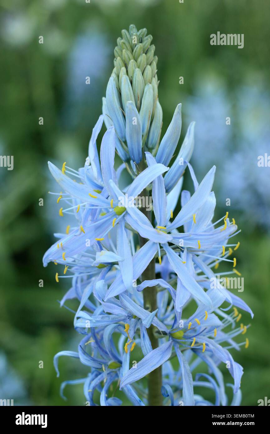 Camassia. Camassia cusickii 'blau', auch Cusick's Camass genannt. Mit charakteristischen blauen Blüten im Frühjahr. UK Stockfoto
