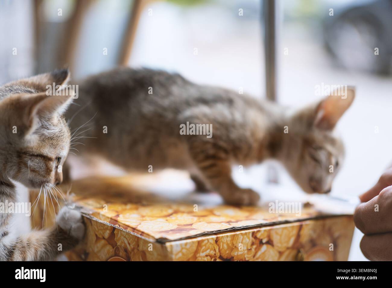 Zwei Tabby-Kätzchen erkunden neugierig eine gemusterte Pappschachtel im Innenbereich, sanftes natürliches Licht und Stockfoto