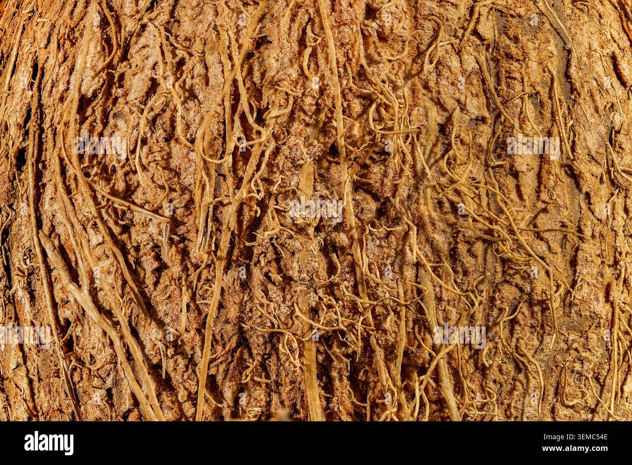 Haarige Kokosnussschalen bilden einen natürlichen braunen Hintergrund, ideal für Lebensmittel, tropische, biologische und nachhaltige Produktkopien. Stockfoto
