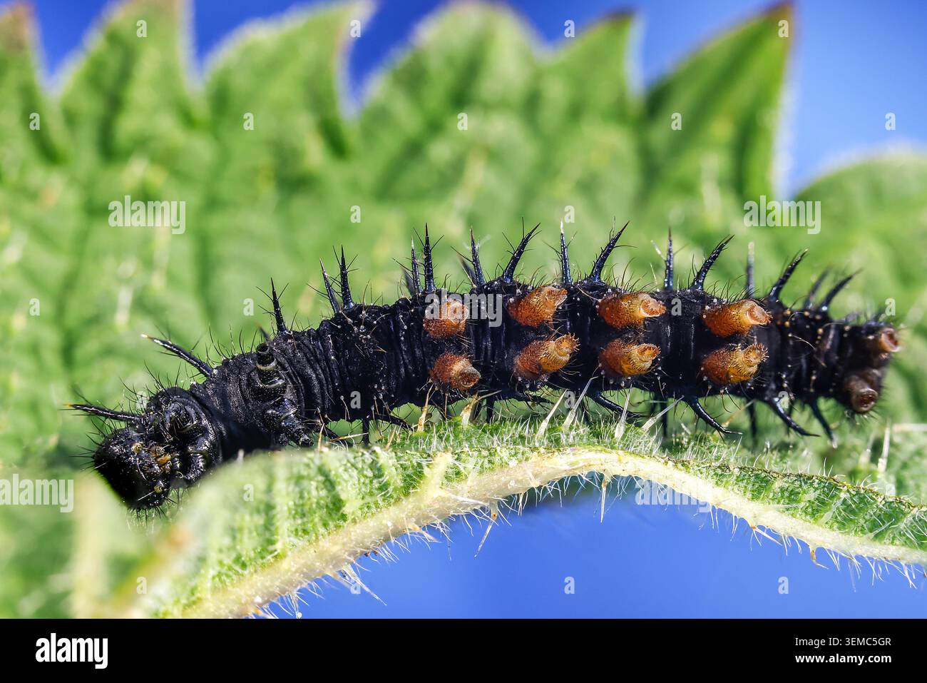 die pfauenfalterraupe bewegt sich um die bemerkenswerten Hinterbeine und kombiniert winzige Haken und Saugklötze für sicheren Halt. Stockfoto