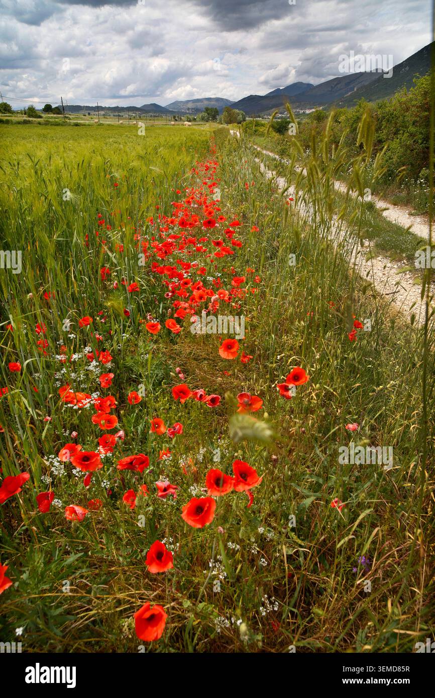 Mohnblumen, der zwischen Getreideanbau in der Ebene von Navelli in den Abruzzen in Italien wächst. Stockfoto