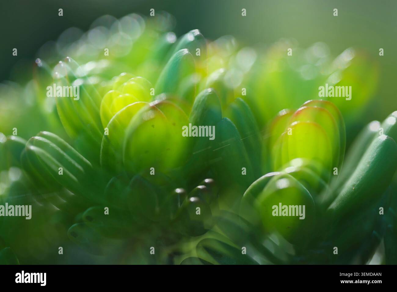Abstrakte Crassula ovata Fotografie im Garten (Doppelbelichtung) Stockfoto