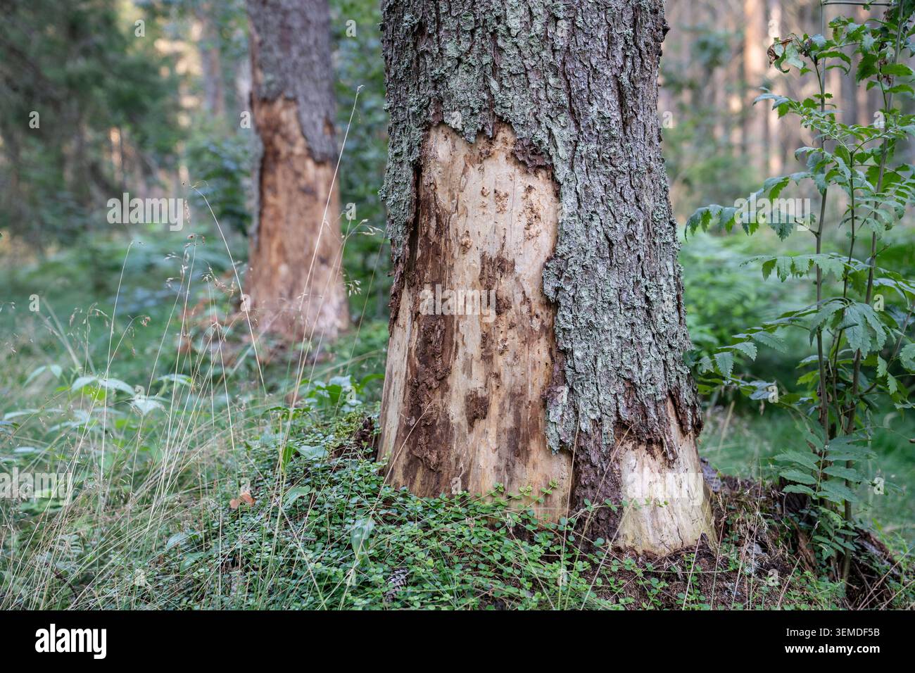 Trocknen von Kiefernstämmen mit zerstörten Rindenflecken am Boden, die nach dem Insektenanfall nachwirken Stockfoto