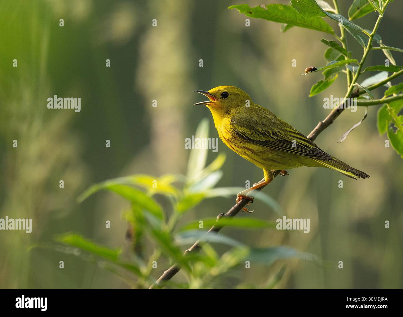 Gelbe Warbler (Setophaga petechia) singt im Frühling Stockfoto