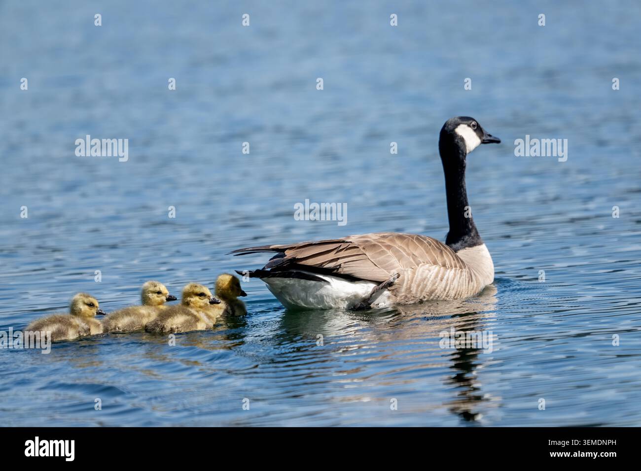 Lake Sammamish State Park, Issaquah, Washington, USA. Baby Canada Gänse, die einem Elternteil folgen, der im See schwimmt Stockfoto