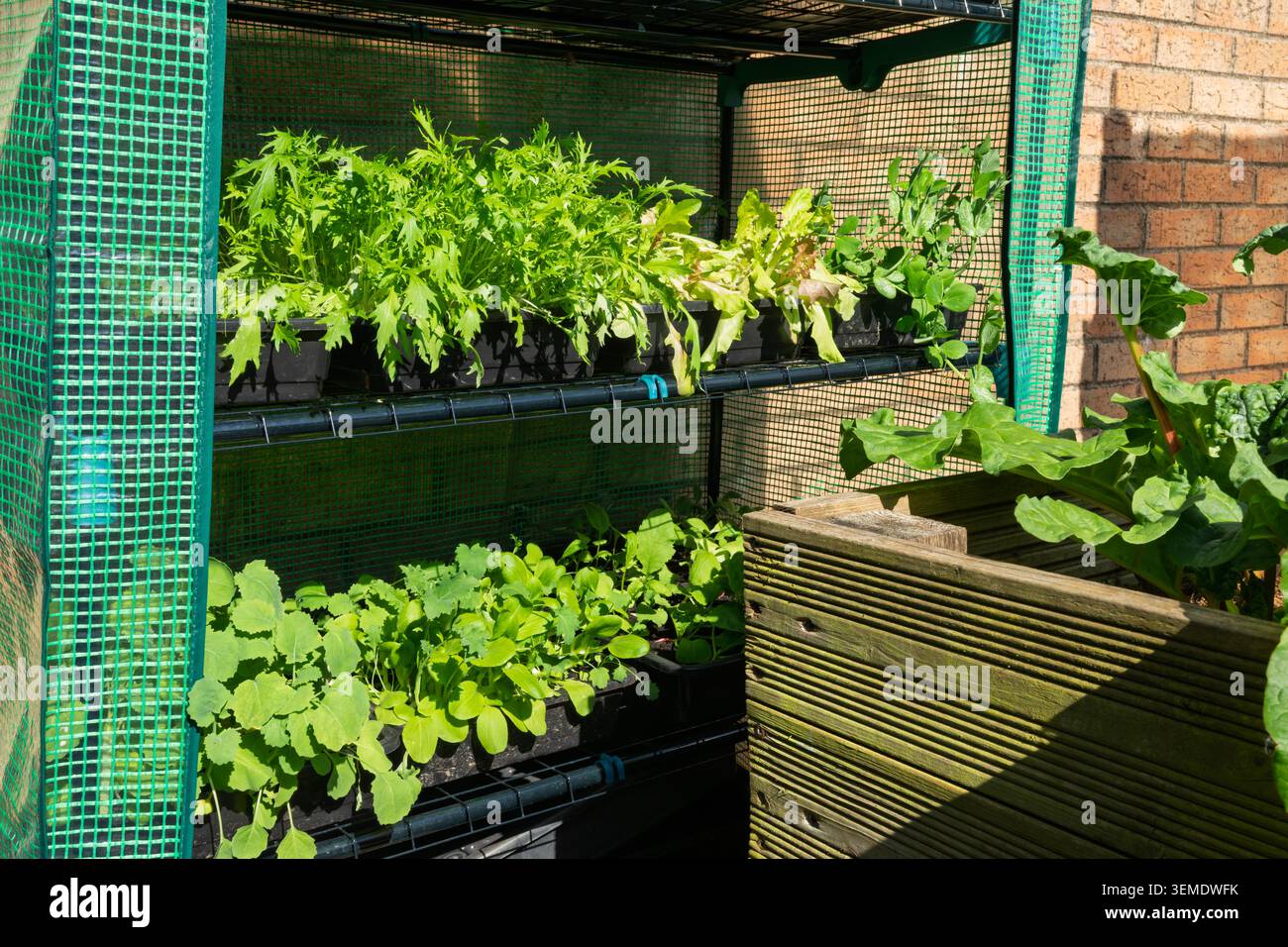 Gemischte Salatblätter und junge Gemüsepflanzen, die in Tabletts in Regalen in einem kompakten Gartengewächshaus wachsen Stockfoto