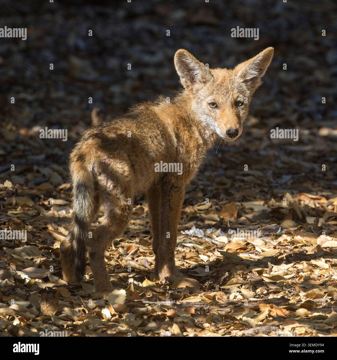 Ein Kojotenjunges steht auf einem Waldboden, blickt über seine Schulter zurück und schafft eine fesselnde wachsame Pose. Die urbane Wildnis von Palo Alto, Kalifornien Stockfoto