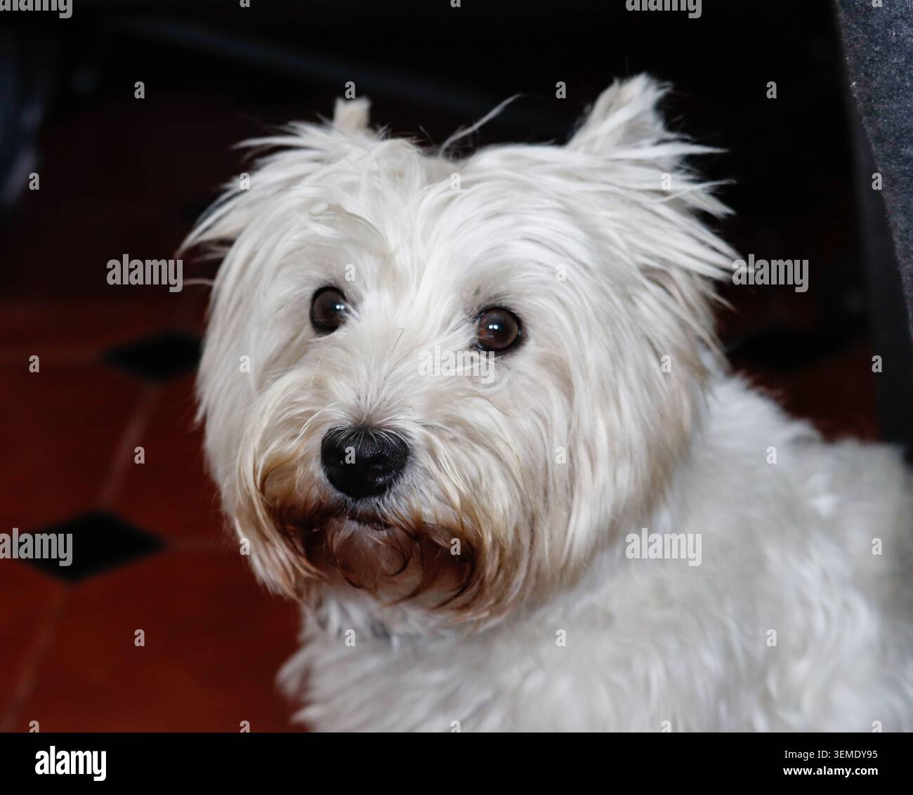 West Highland White Terrier Nahaufnahme: Cute Westie Blickt Nach Oben Stockfoto