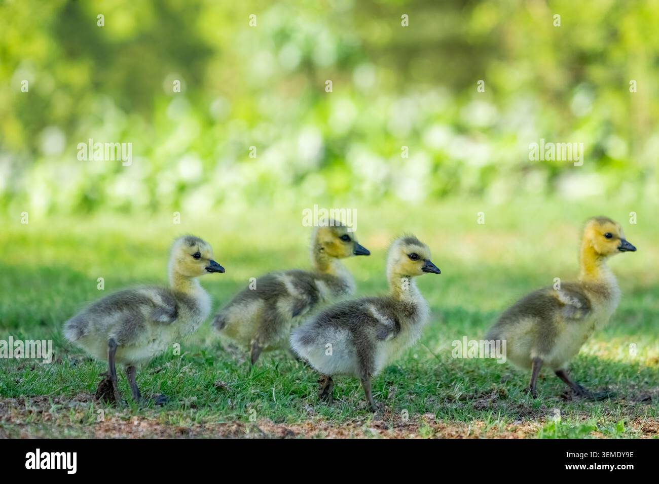 Lake Sammamish State Park, Issaquah, Washington, USA. Baby-Kanadier gehen rein und suchen im Gras von jemandem nach Nahrung. Stockfoto