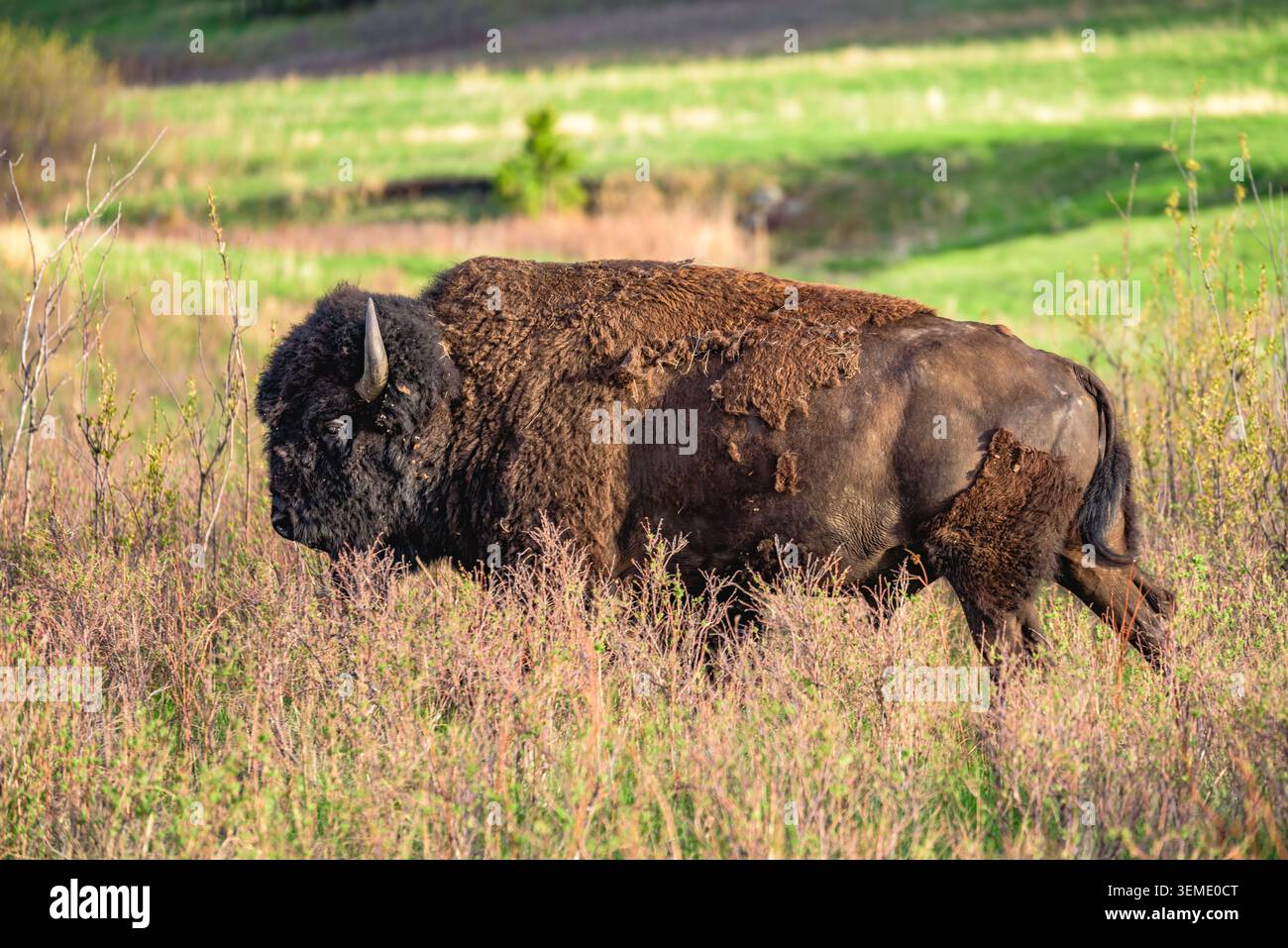 Eine Nahaufnahme eines amerikanischen Bison, der über eine Weide schlenderte. Stockfoto