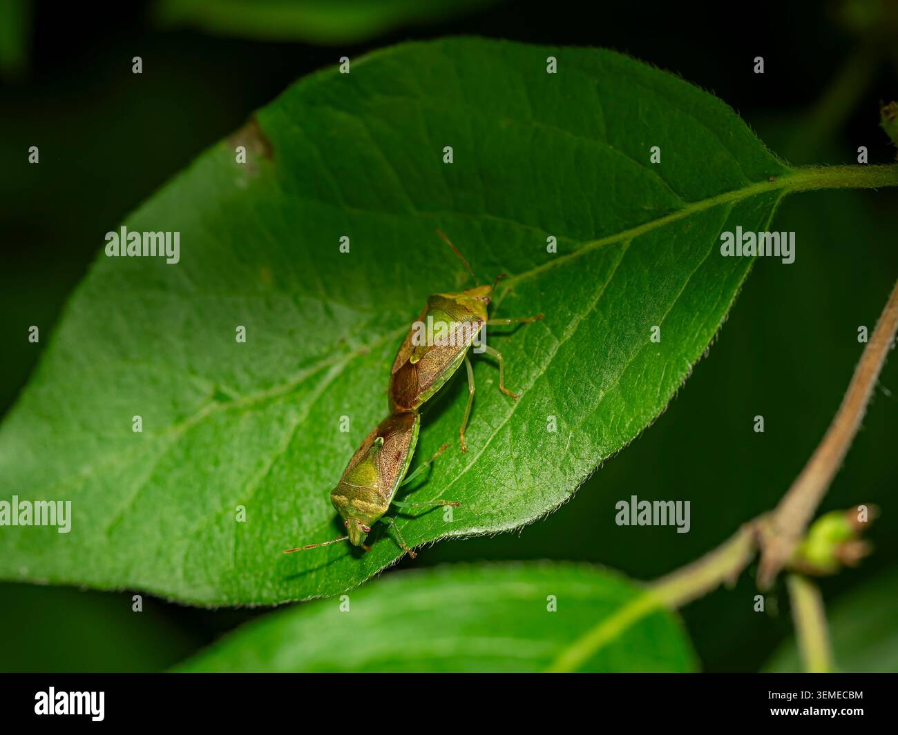 Makroaufnahme von zwei braunen und grünen Schildwanzen, die sich auf einer hellgrünen Blattoberfläche paaren Stockfoto