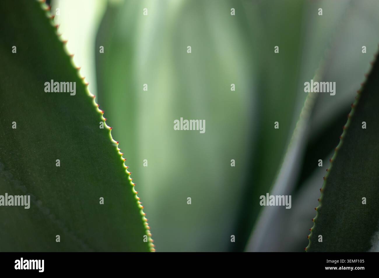 Abstrakter botanischer Hintergrund eines Sukkulenten oder Kaktus mit anmutig gekrümmten Stachelblättern. Sanftes Sonnenlicht und Schatten sorgen für glattes Grün, Blau und Te Stockfoto