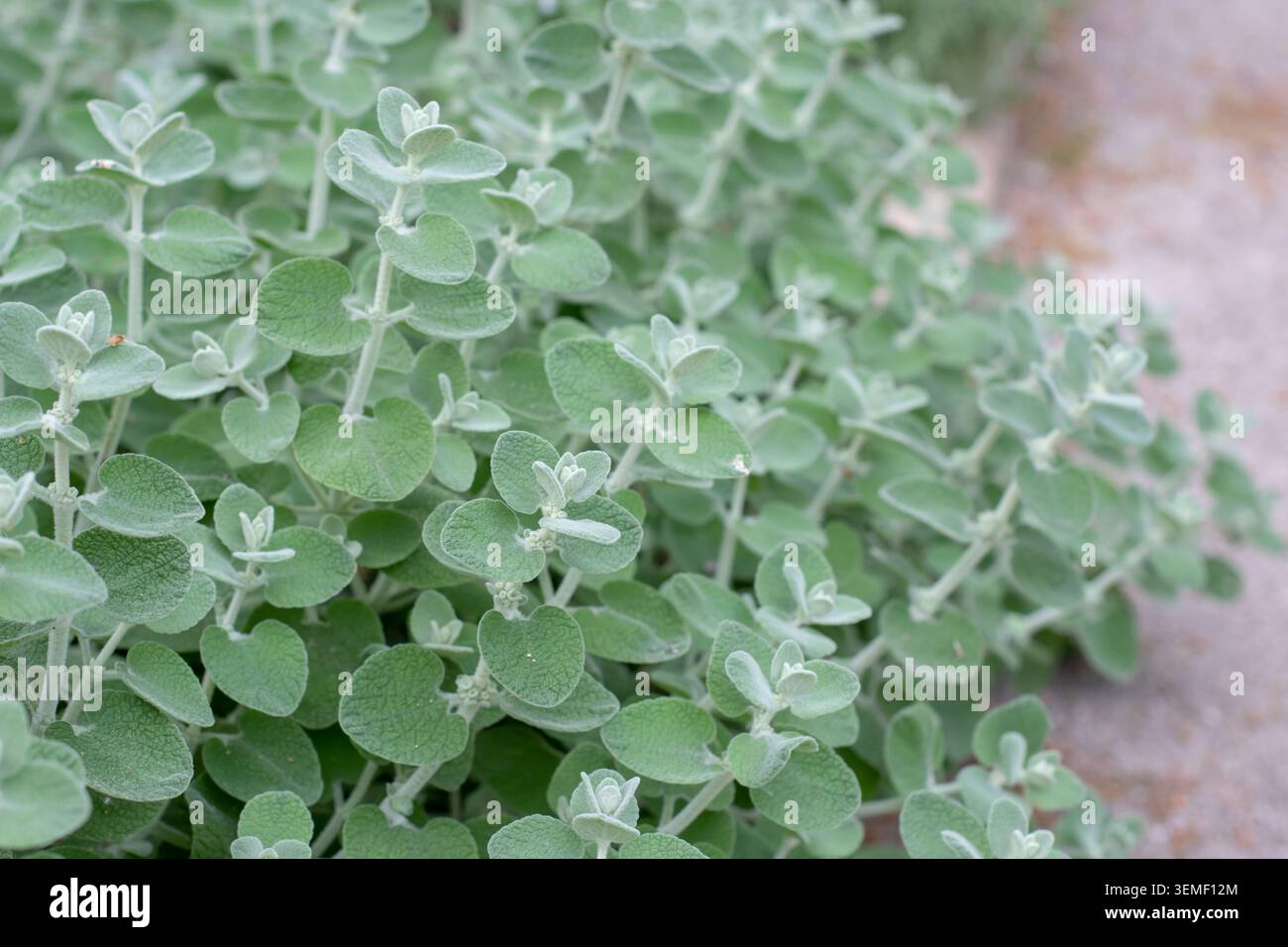 Silbriges Laub von Pseudodictamnus mediterraneus, auch bekannt als falsche Dittanie, ein Mitglied der Familie der Lamiaceae. Strukturierte mediterrane Blätter schaffen Stockfoto