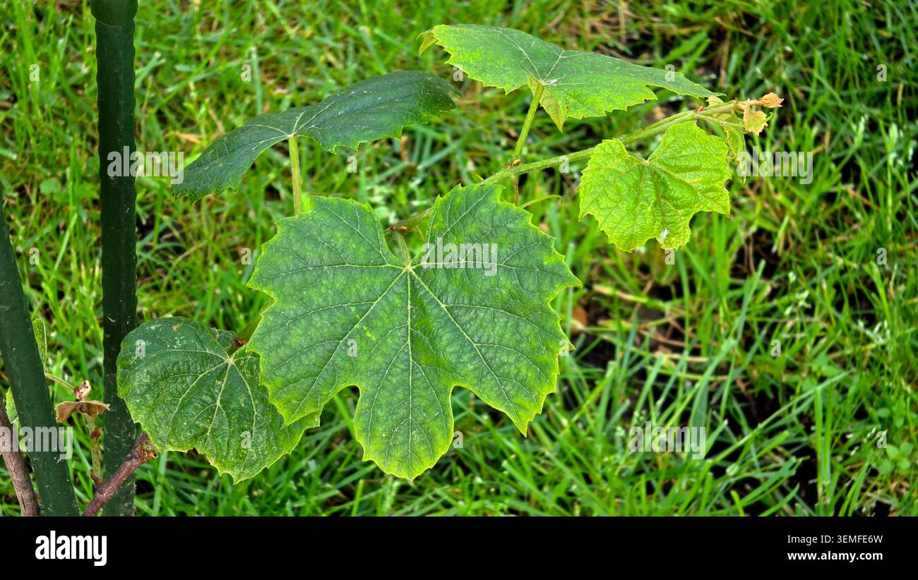 Eine kleine Weinrebe Vitis vinifera Pflanze zeigt breit gelappte Blätter und zarte Wachstumsspitzen, während sie im Freien über lebendigem grünem Gras wächst Stockfoto