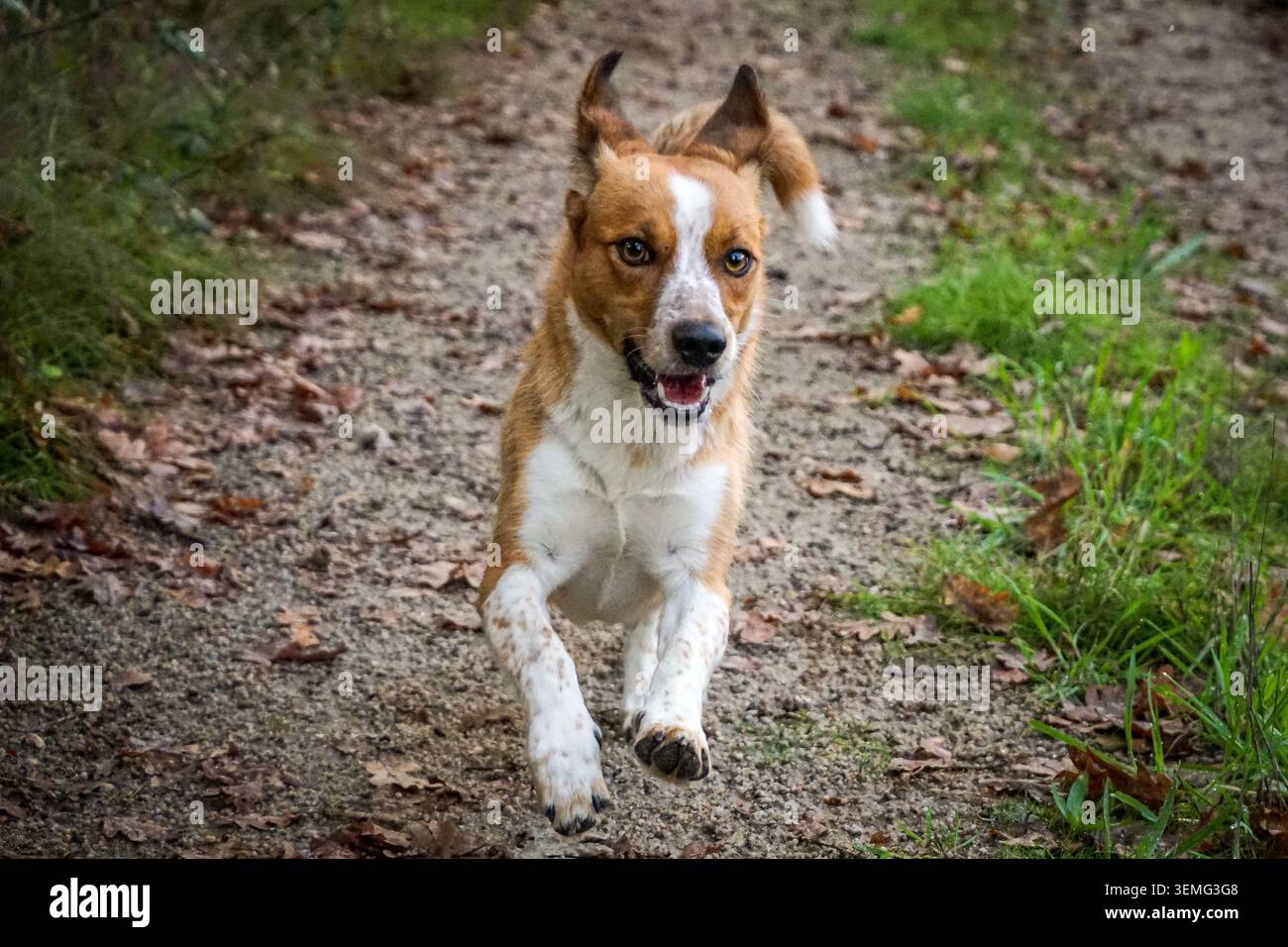 Kleiner weißer und brauner Hund (Jack Russell) läuft mitten im Wald, Portugal Stockfoto
