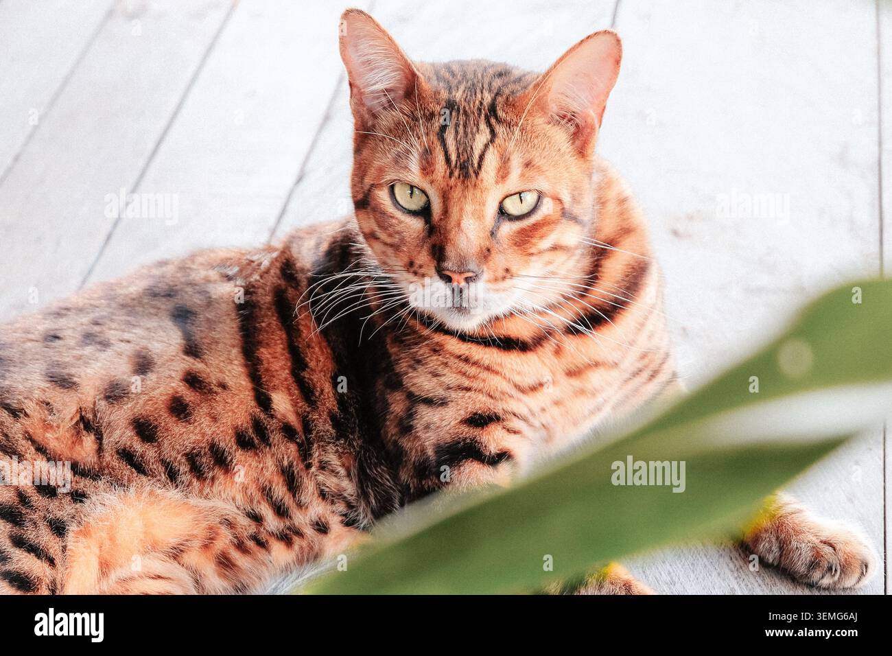 Gefleckte Tabbykatze mit grünen Augen auf weißem Holzboden mit tropischer Pflanze im Vordergrund, Bali, Indonesien. Stockfoto