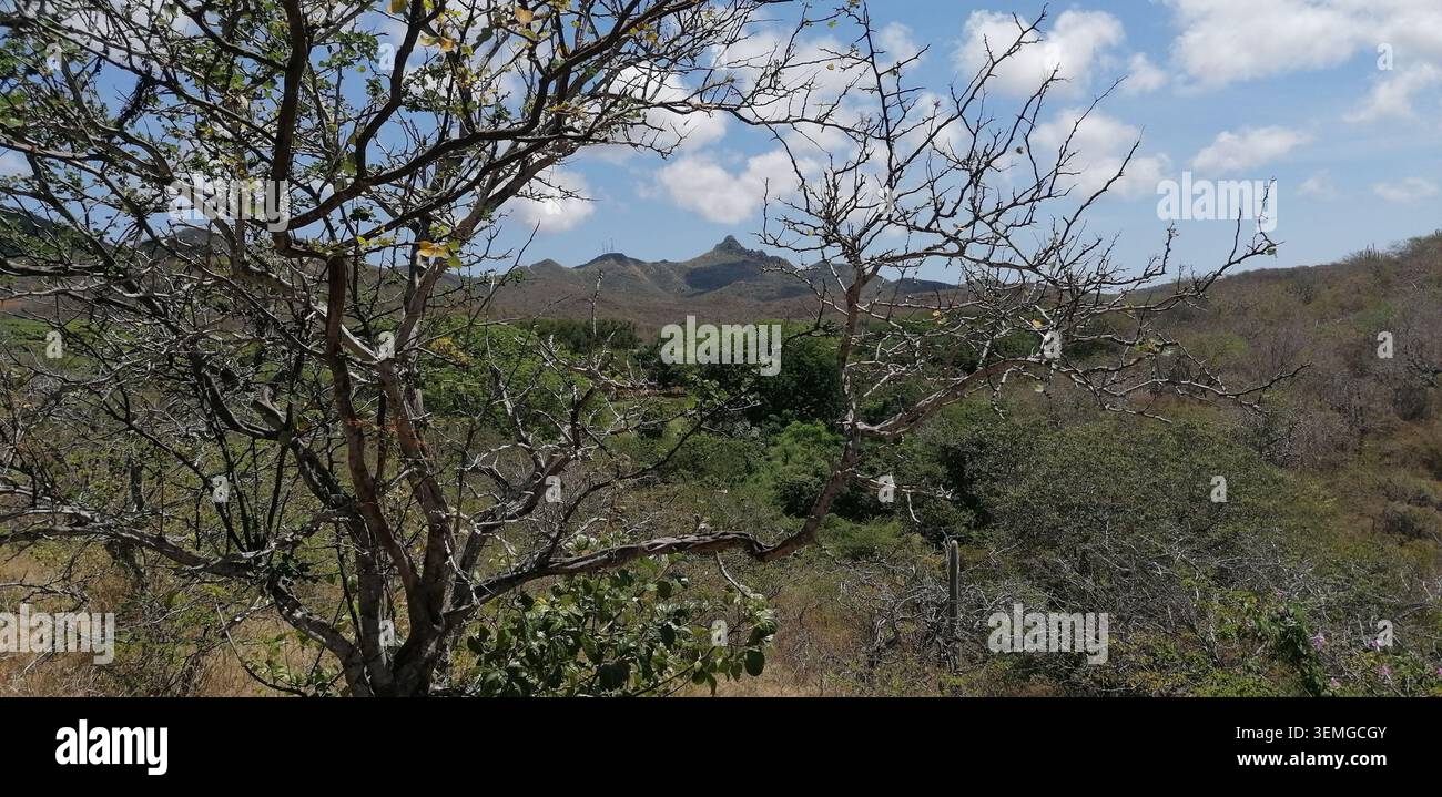 Christoffelberg- und Band'abou-Landschaft in Curacao mit trockenen Wäldern, sanften Hügeln und zerklüfteter Karibik-Landschaft - Smartphone-aufgenommenes Stockfoto