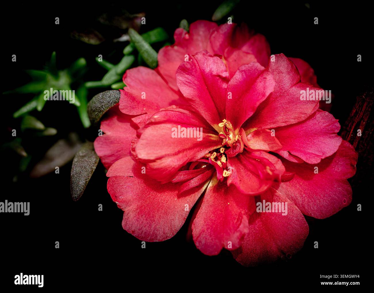 Eine korallenrosa Moosrose (Portulaca grandiflora) mit sukkulentem Laub auf dunklem Hintergrund, Makro, Arkansas, USA. Stockfoto