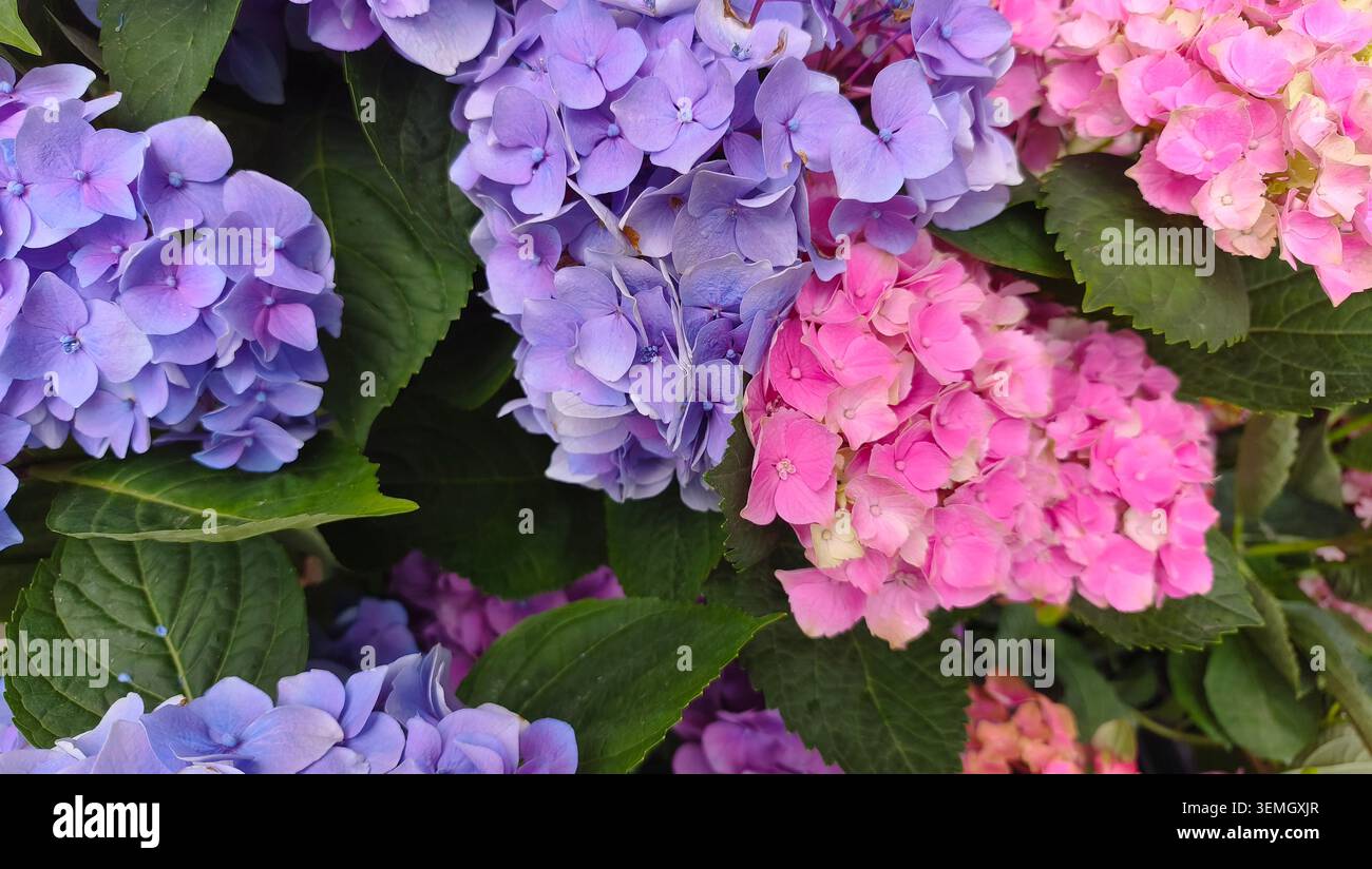 Wunderschöne rosa und lila Hortensie Blüten in voller Blüte. Stockfoto