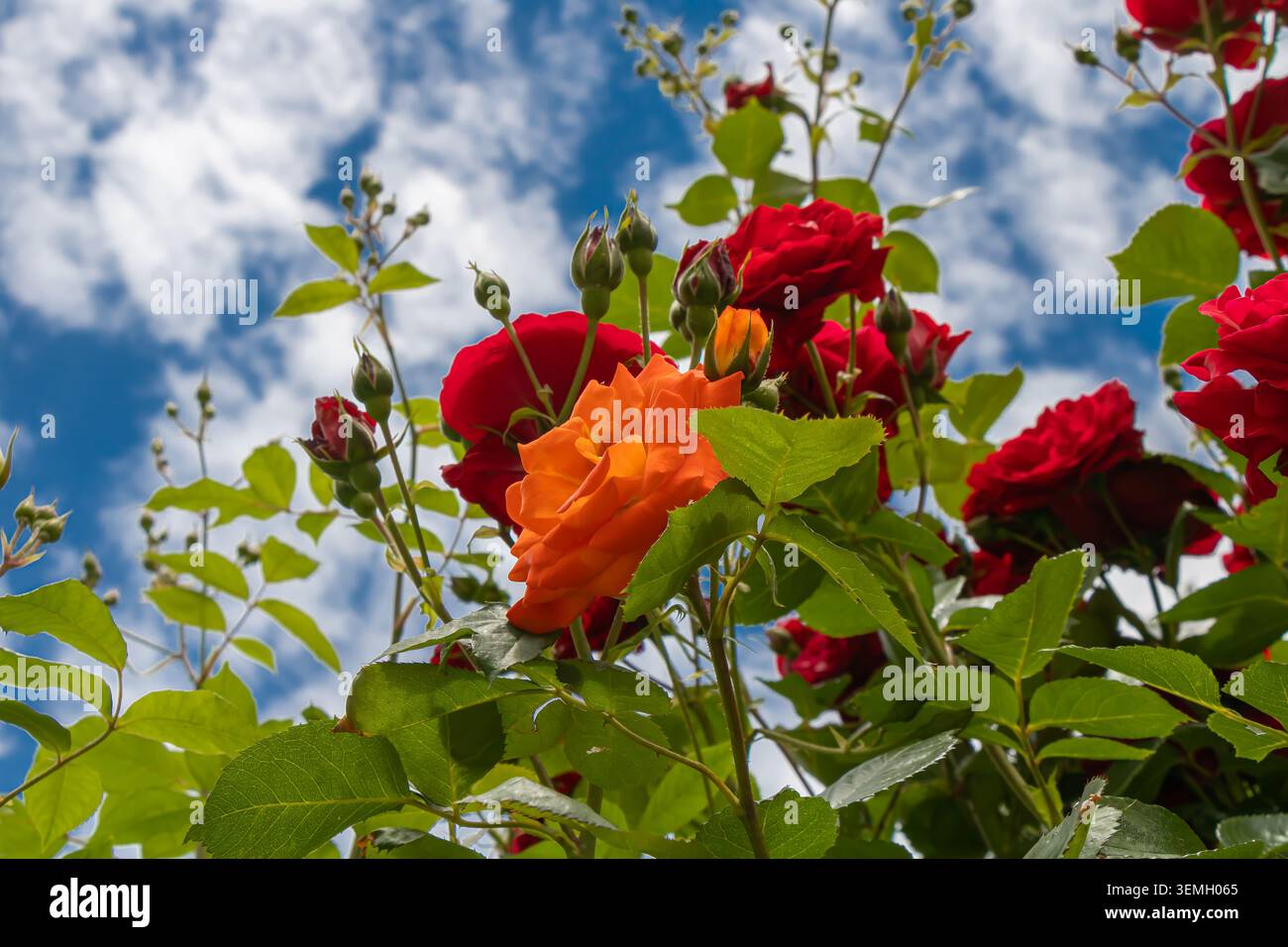 Niedriger Blickwinkel auf leuchtende orange und rote Rosen mit frischem grünem Laub vor einem dramatischen blauen Himmel mit Wolken. Stockfoto