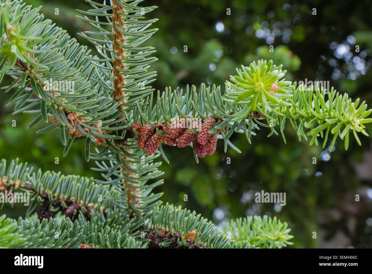 Nahaufnahme eines Tannenzweiges mit frischen Frühlingsprossen und Pollenzapfen vor einem sanft verschwommenen natürlichen Hintergrund. Stockfoto