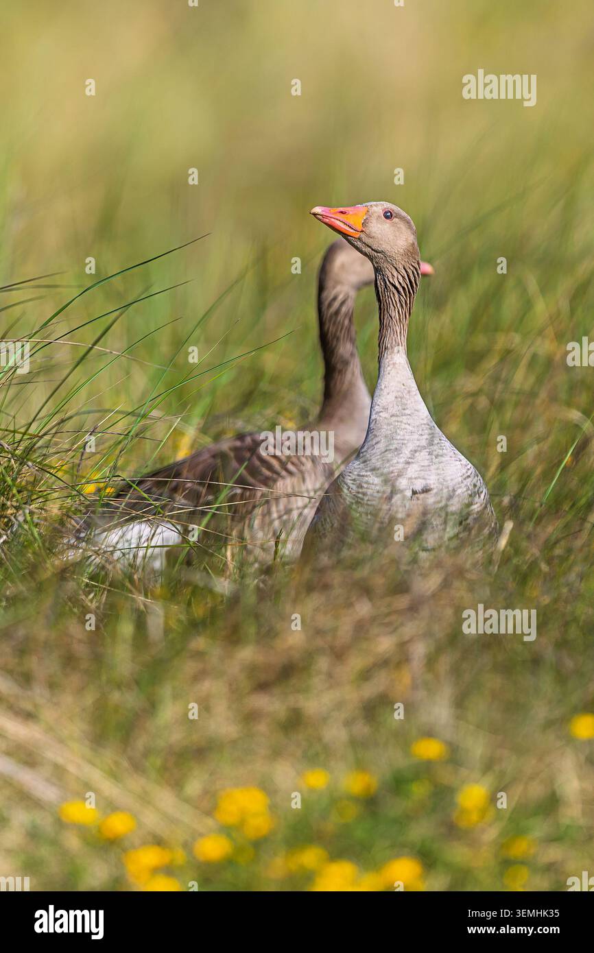 Eine Greylag-Gans, Anser Anser, sitzt wachsam im Wiesengras, während eine zweite Greylag-Gans dahinter ruht. Stockfoto