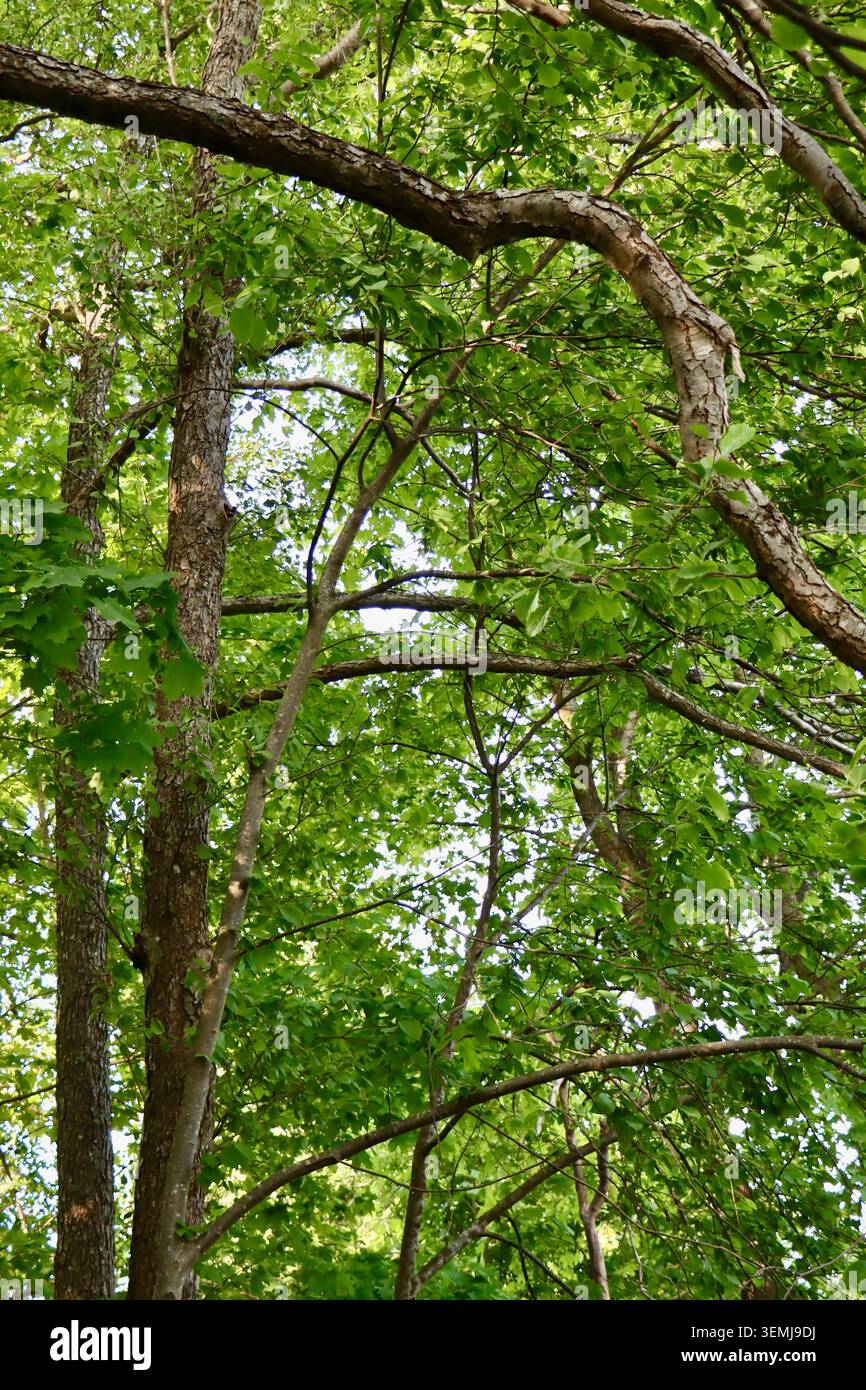 Dichter Wald in Bromarv, Västra Nyland / Länsi Uiusimaa, Südfinnland, Mai 2026 Stockfoto