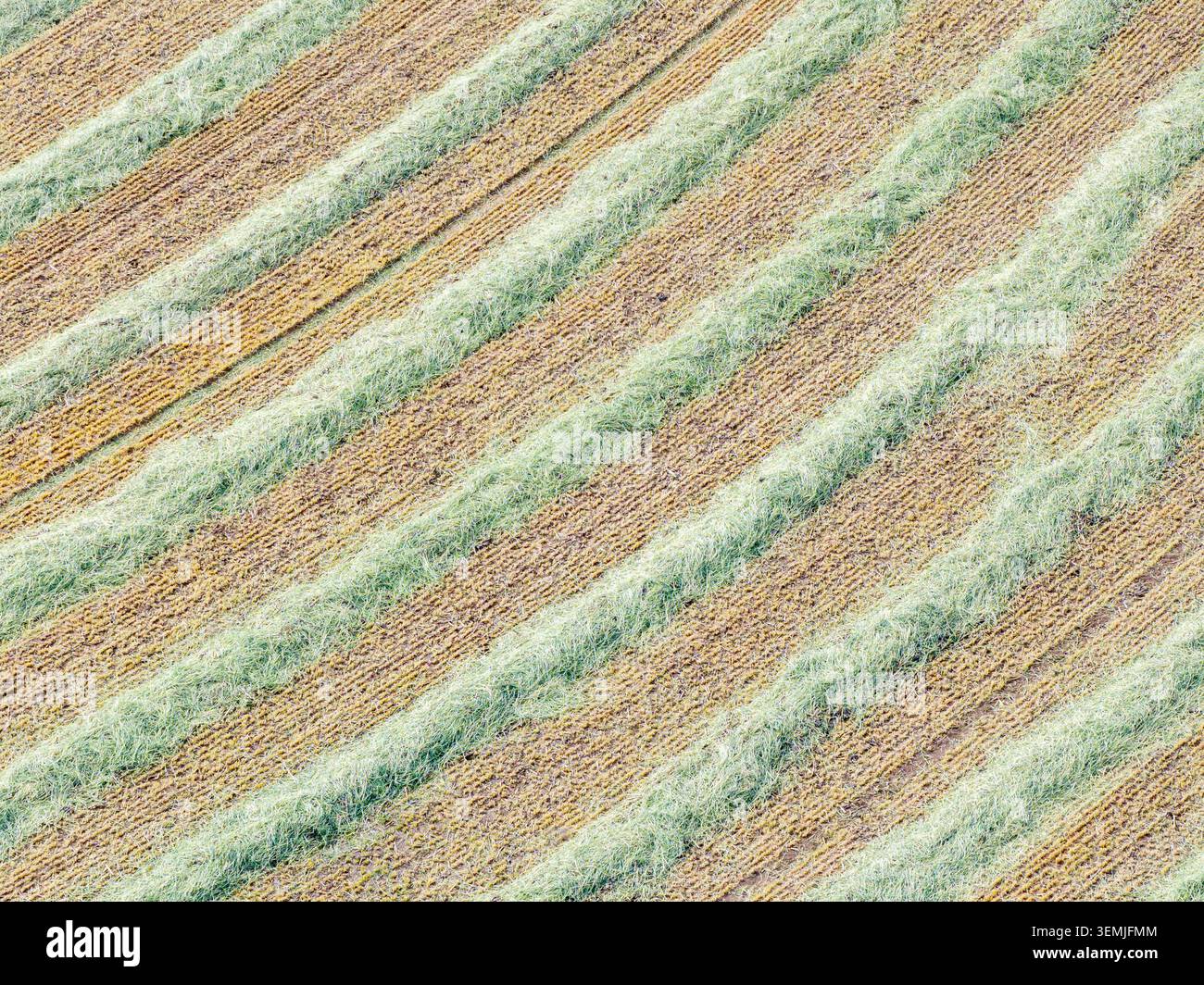 Abwechselnd grüne und braune Erntegutzeilen erstrecken sich über das Feld Stockfoto