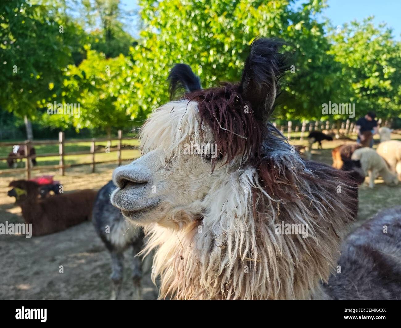 Serbien Valjevo 06.06.2026 Flauschige Alpaka Porträt Sonnige Weide Sanft Stockfoto