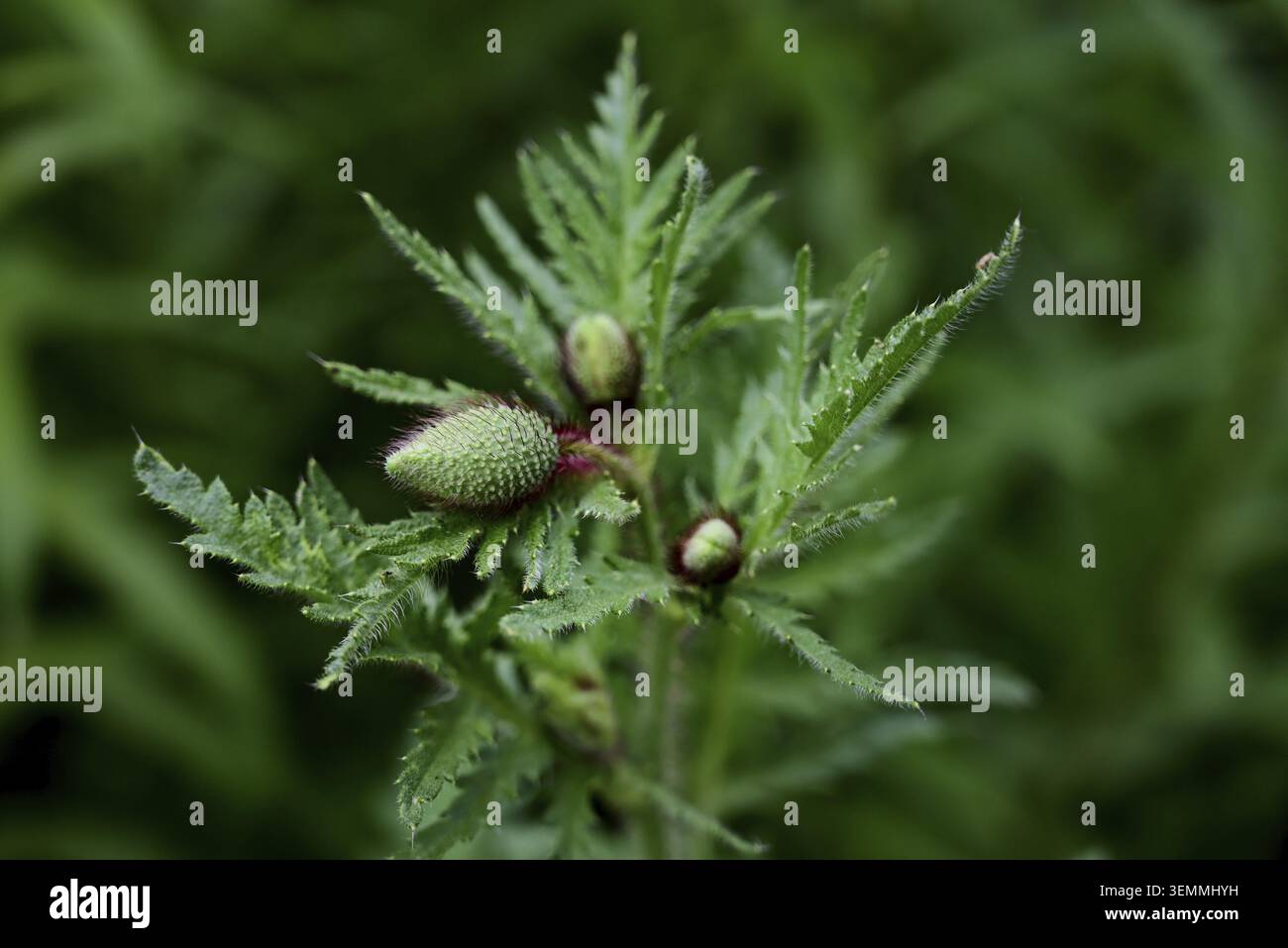 Nahaufnahme der ungeöffneten Knospe eines Mohns Stockfoto