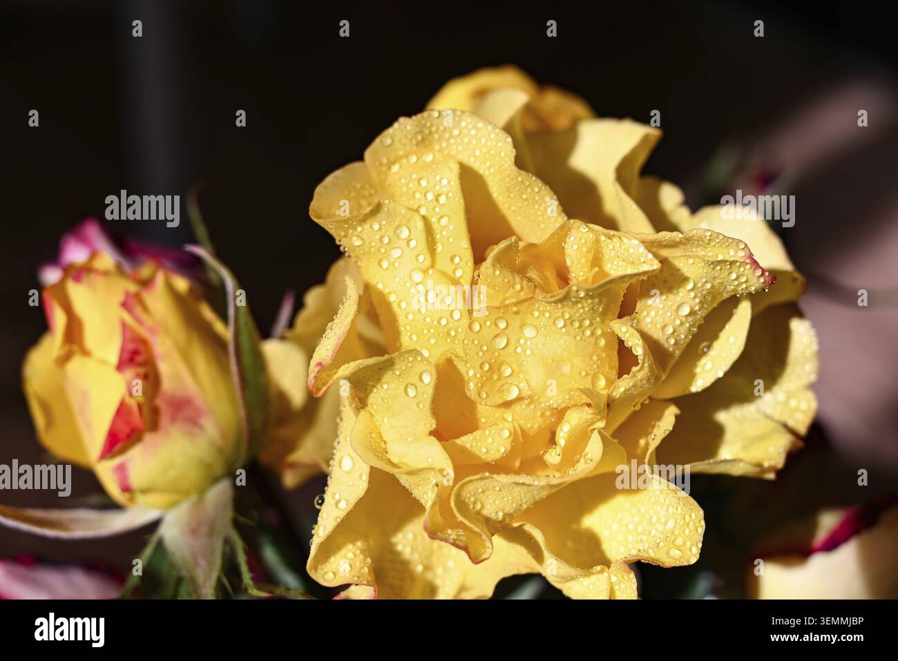 Gelbe Rosenblume im Sommergarten. Gelbe Rosen mit geringer Schärfentiefe. Schöne Rose im Sonnenschein. Gelber Garten stieg auf einem Busch in A auf Stockfoto
