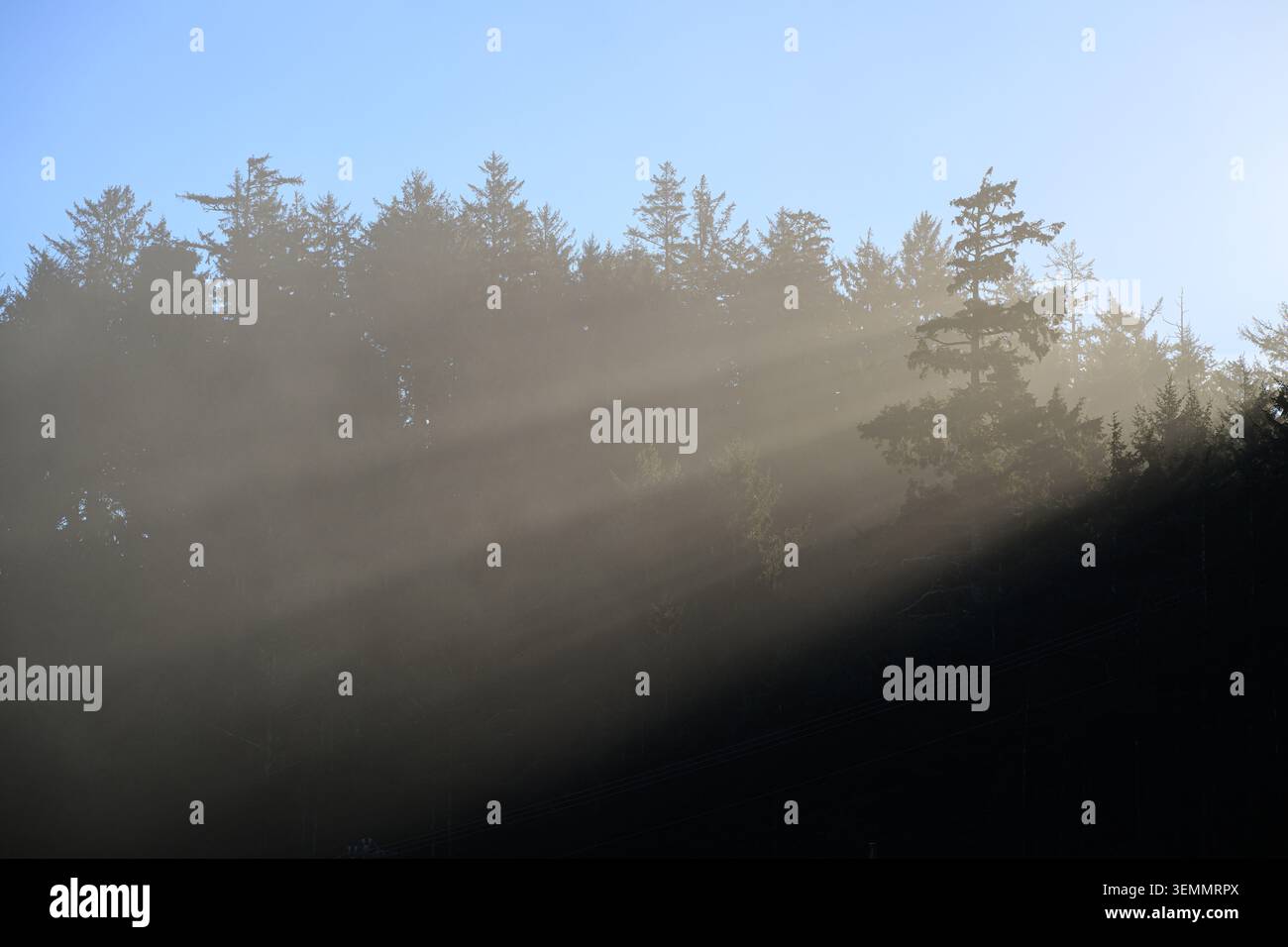 Hintergrund der Sonnenstrahlen, die durch die Spitze des Küstenwaldes strömen und Balken erzeugen Stockfoto
