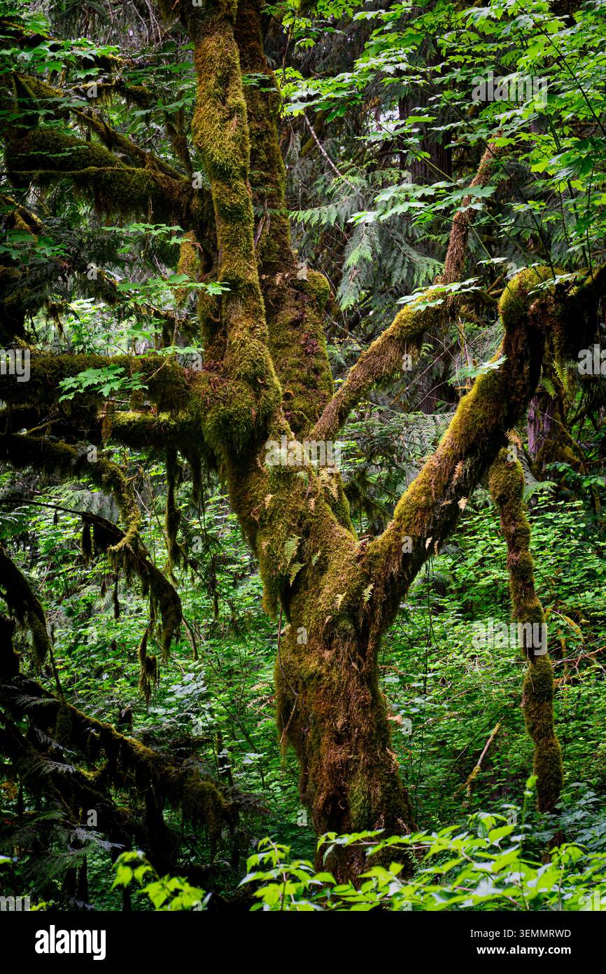 Alter Baum mit Moos und Farnen auf Stamm in feuchten Wäldern in den Cascade Mountains im Bundesstaat Washington Stockfoto